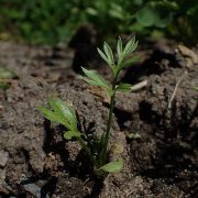 1024px-Nigella_damascena_kz01