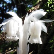 1280px-Monotropa_uniflora_(1)
