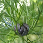 1280px-Nigella_damascena_R.H._13