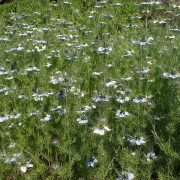 1280px-Nigella_damascena_kz02