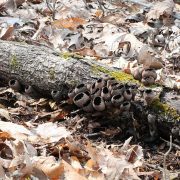 1280px-Urnula_craterium_(Schweinitz)_Fries_206313