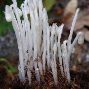 681px-Monotropa_uniflora_buds