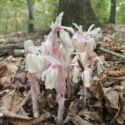 768px-Ghost_Pipes_Raleigh_NC