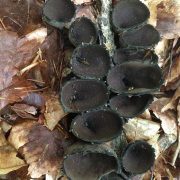 768px-Urnula_craterium_(Schwein.)_Fr_380830