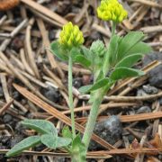 902px-Medicago_lupulina_RF