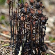 Ghost_Plant_(Monotropa_uniflora)_-_Algonquin_Provincial_Park,_Ontario