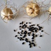 Jungfer_im_Grünen_Samen_und_Samenkapseln