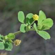 Medicago_lupulina_kz08
