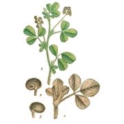 Medicago_lupulina—La_flore_et_la_pomone_françaises