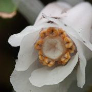 Monotropa_uniflora_3270