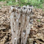 Monotropa_uniflora_ghost_pipe