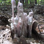 Monotropa_uniflora_in_Kittery,_Maine