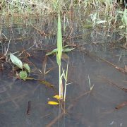 Phragmites_australis_SCA-24121123