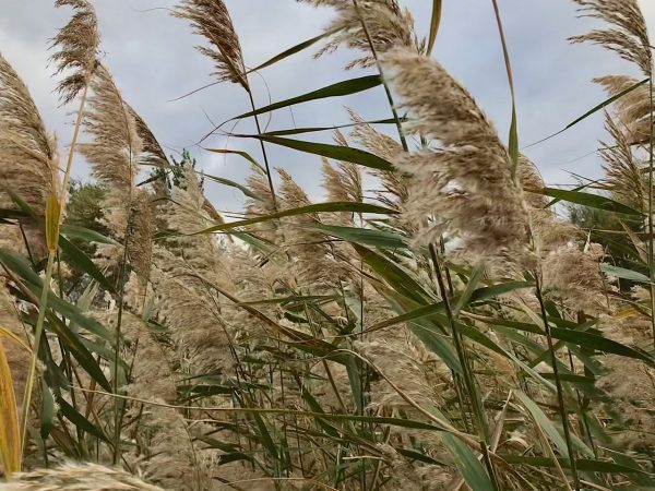Common Reed – FranLaff.com
