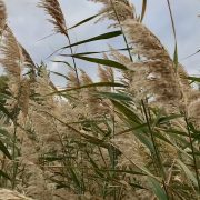 Phragmites_australis_in_Suşehri,_Turkey
