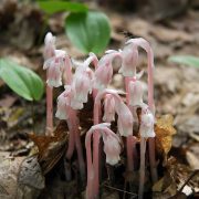 Pink_indian_pipes