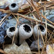 Urnula_craterium_115361083