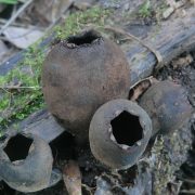 Urnula_craterium_(Schwein.)_Fr_410470