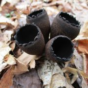 Urnula_craterium_(Schwein.)_Fr_609318_2016-04-02