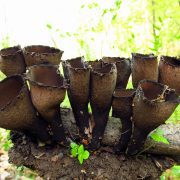 Urnula_craterium_(Schweinitz)_Fries_144031