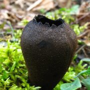 Urnula_craterium_(Schweinitz)_Fries_204964