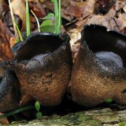 Urnula_craterium_closeup