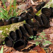 Urnula_craterium_mature