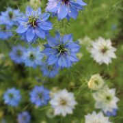 black-damask-999171_1920