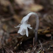 ghost-pipes-5756786_1920