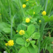 medicago-lupulina-846534_1920