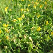 medicago-lupulina-846592_1920