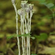 monotropa-uniflora-2684705_1920