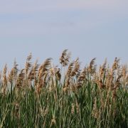 phragmites-australis-4237339_1920