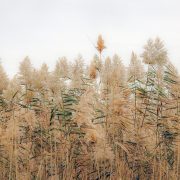 phragmites-australis-5842833_1920