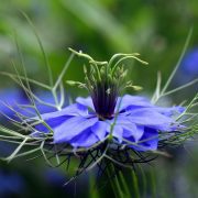 virgin-in-the-green-2410366_1920