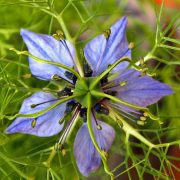 virgin-in-the-green-3743192_1920