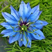 virgin-in-the-green-3743225_1920