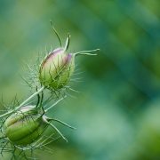 virgin-in-the-green-4319406_1920