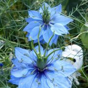 virgin-in-the-green-460360_1920