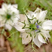 virgin-in-the-green-5382956_1920