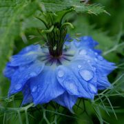 virgin-in-the-green-5575714_1920