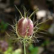 virgin-in-the-green-61723_1920