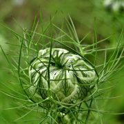 virgin-in-the-green-6369978_1920