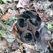 Урнула_кратеровидна