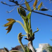 20170510Juglans_regia5