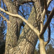 768px-Walnut_tree_(Juglans_regia)_bark,_Schanzengraben_-_Hospitalgraben,_Weimar,_Germany