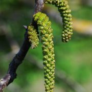773px-Juglans_regia_chatons_mâles_Auvers