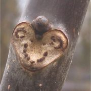 Bladlitteken_van_Juglans_regia