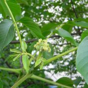 Juglans_flower_female_20050526_064
