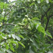 Juglans_regia_Broadview